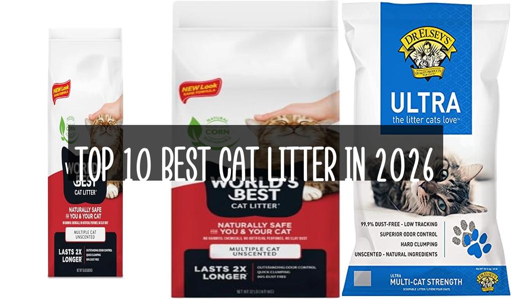 Top 10 Best Cat Litter in 2026